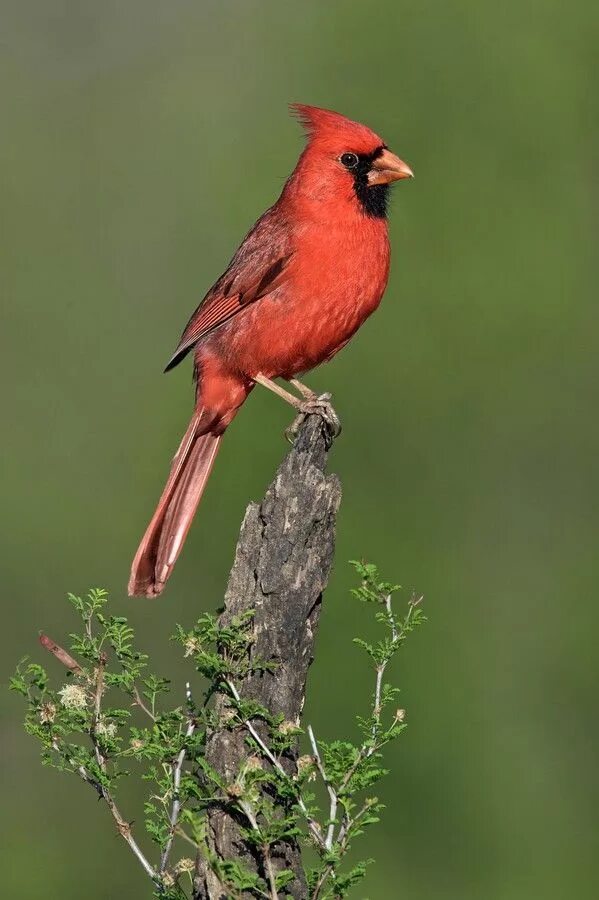 Маленький красный хвост. У птиц костный хвост. Птица с красным хвостом. Маленькие птички с красным хвостом. Маленькая птица с красным хвостом.