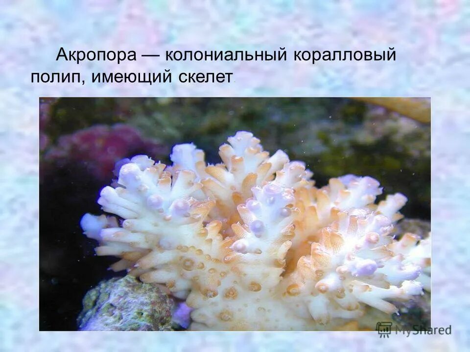 Коралловый полип имеет лучевую симметрию. Коралл тип симметрии. Коралловый полип имеет лучевую симметрию. Коралловый полип имеет лучевую симметрию. Актиния поперечный срез.