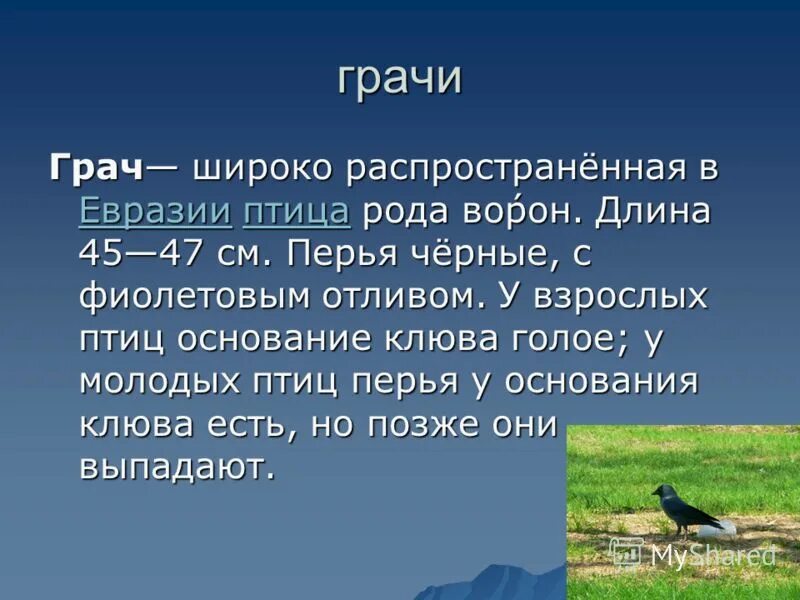 Грач описание. Грач презентация. Грач краткое описание. Интересные факты о Грачах. 2 предложения о грачах