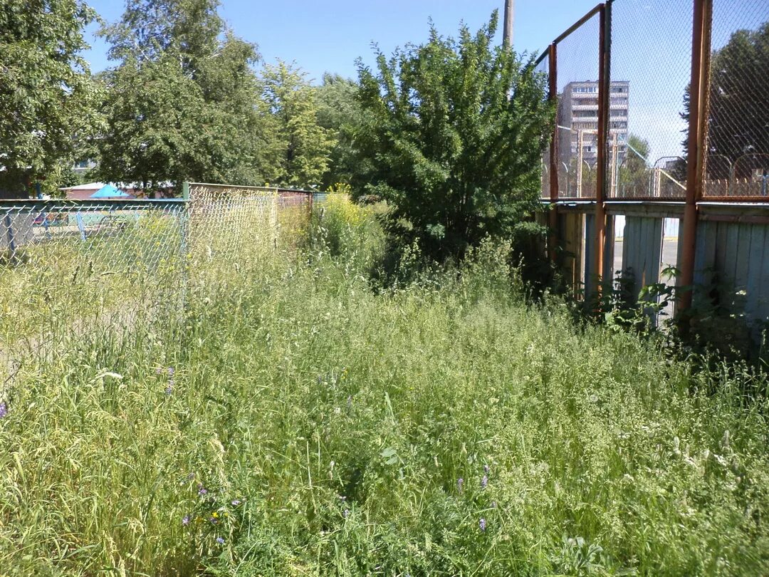 Заросший участок бурьяном. Заросший участок. Нескошенная трава. Участок заросший травой. Неухоженный участок.