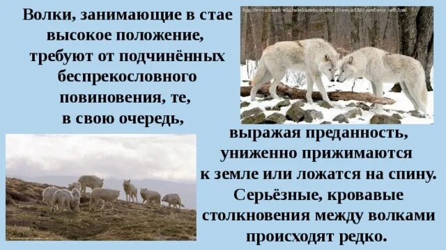 Полярный волк где находится на карте. Поведение арктических Волков. Полярный волк презентация. Клонирование арктического волка. Степной волк и Полярный.