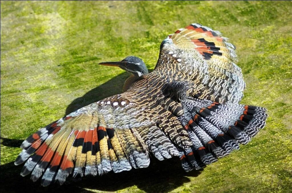 Аистообразная птица из бразилии. Eurypyga Helias. Птица бабочка Солнечная цапля. Солнечная цапля (Eurypyga Helios). Солнечные Цапли (Eurypygidae).