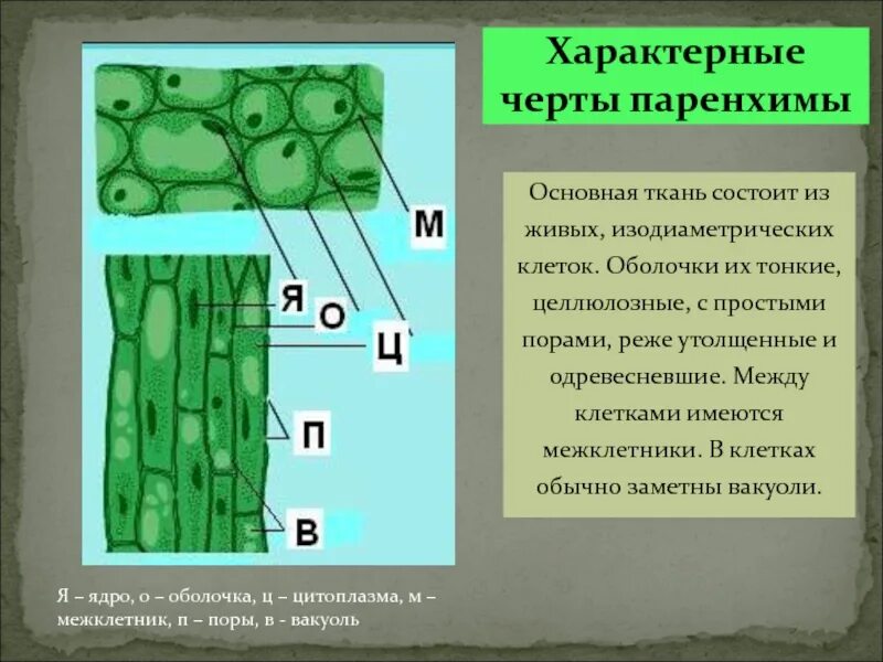 Межклетникиткань растений. Ткань листа элодеи. Механическая ткань у элодеи. Прозенхимные и паренхимные клетки листа элодеи.