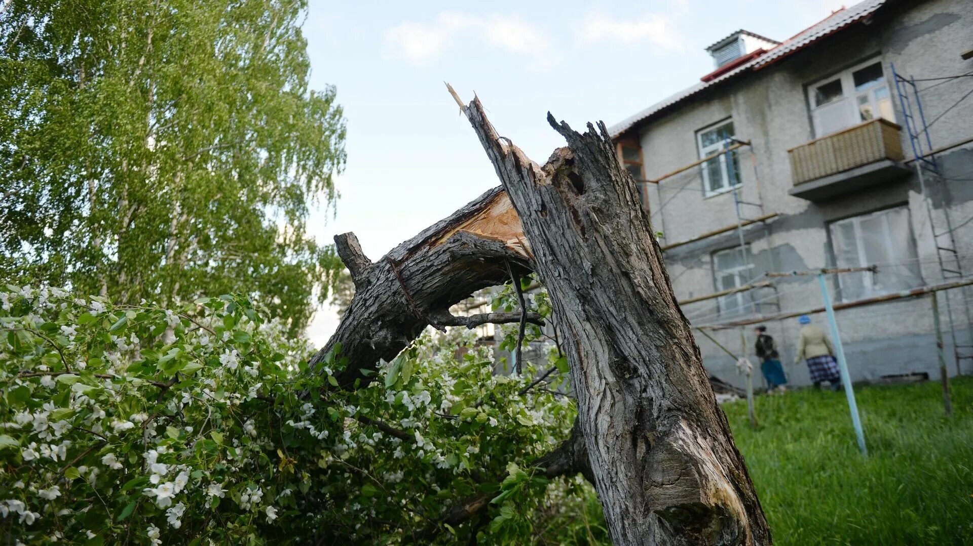 Ураган в киргизии. Ураган в Иркутске. Ураганный ветер. Деревья гнутся от ветра. Ураган в Свердловской области.