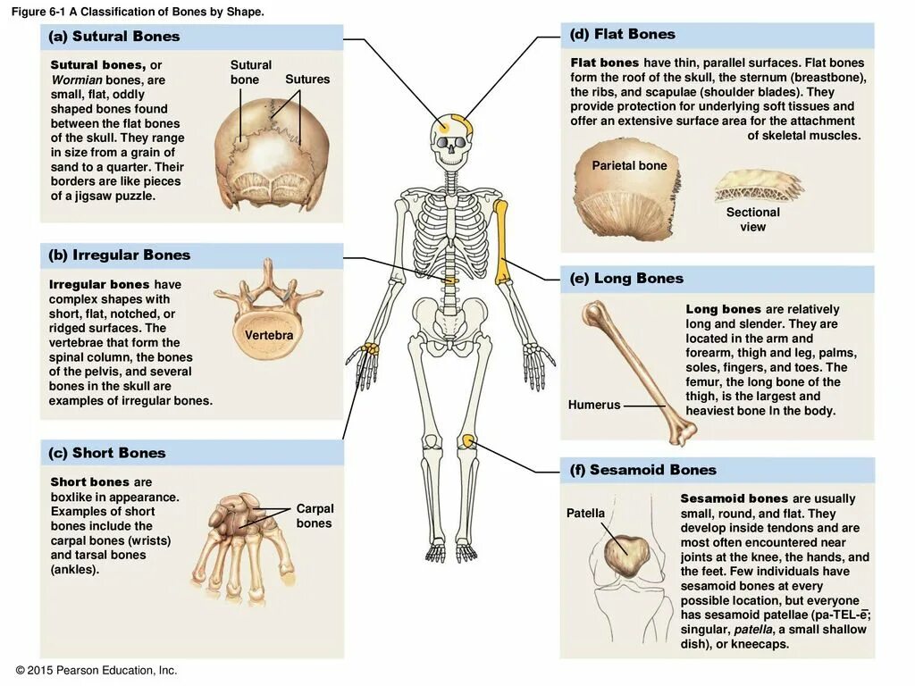 Bone bone shape. Classification of bones. bone structure. bone as an organ. classification of bones, types of ossification. the growth of bones.osteon. age features.. functions of bones.