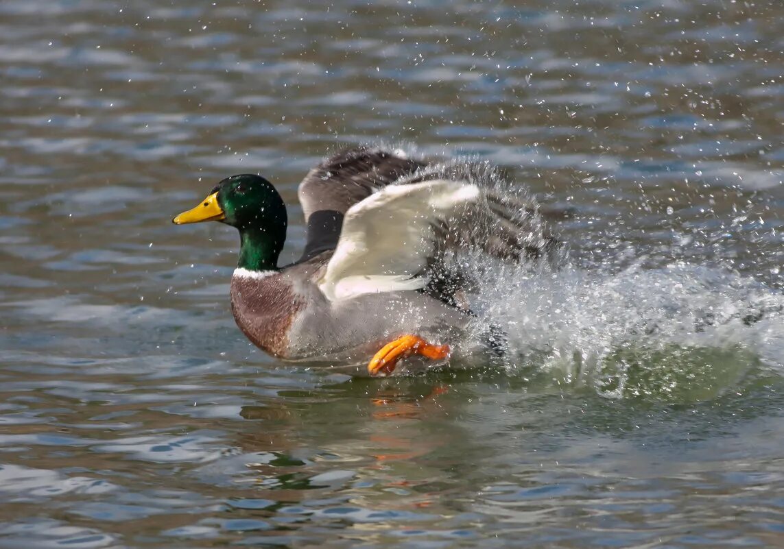 злой гусь. громко крича утки разбегались в разные стороны. утка бежит. нападающий гусь. гуся за шею.