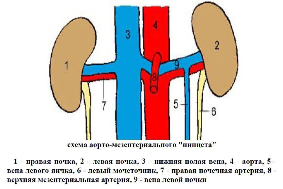И левую и правую почки пересекает ребро