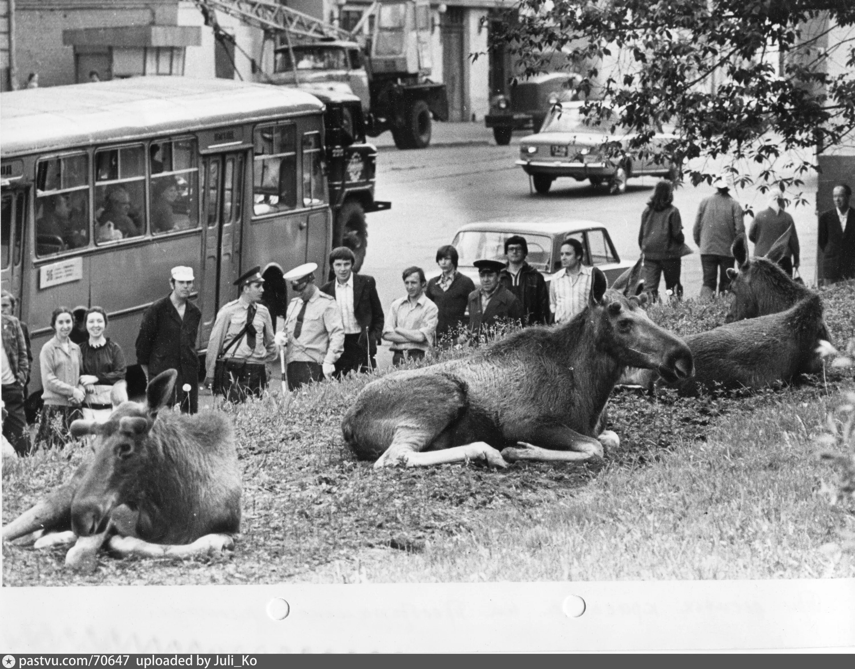 Лось ссср. Лоси на Преображенской улице Москва 1979 год. Лоси на Преображенской улице. Лоси на Преображенской улице 1978 год. Лоси у МГУ.