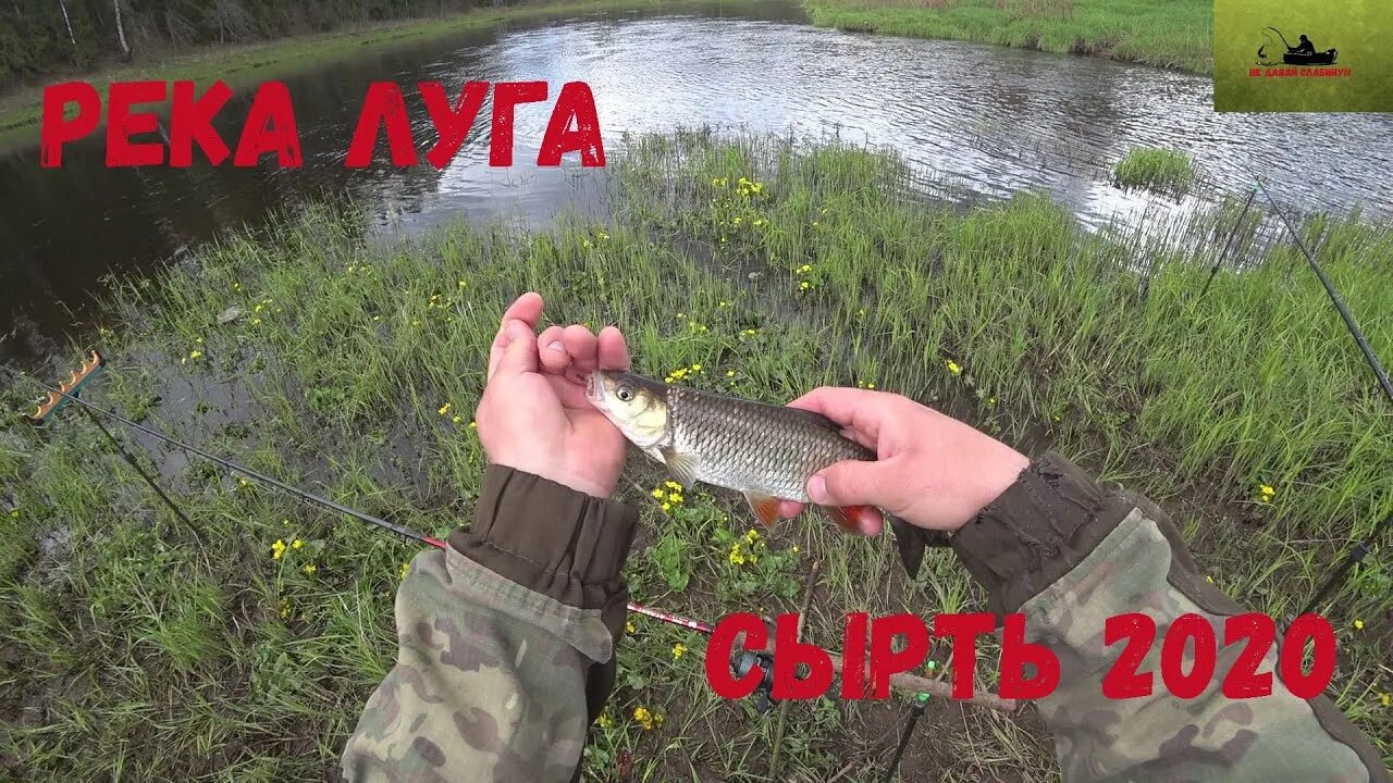 Рыбалка на донки / Река Луга опять удивила уловом / Разведка новых мест YouTub