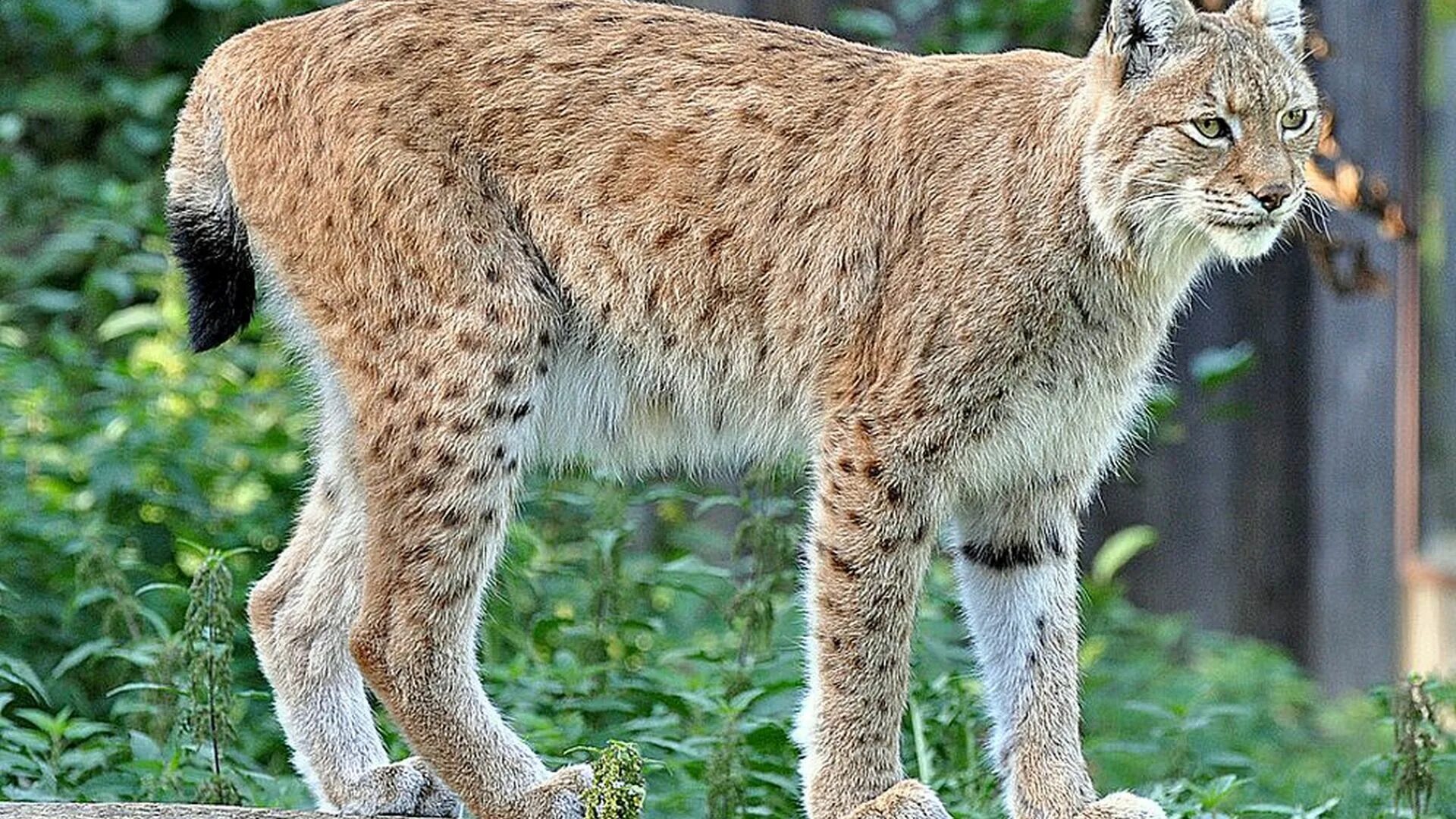 Lynx's. Рысь Сибирская Евроазиатская. Обыкновенная Рысь России. Рысь вид сбоку. Род рыси (Lynx).