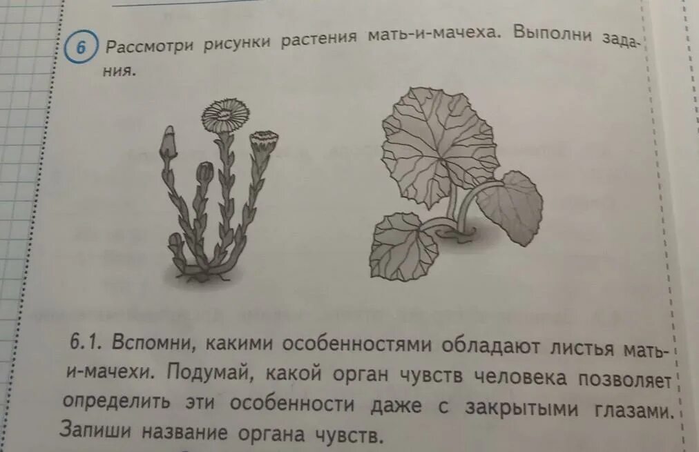 Рассмотри изображение имеющие отношение к пяти разным. Рассмотри изображение имеющие отношение к пяти разным