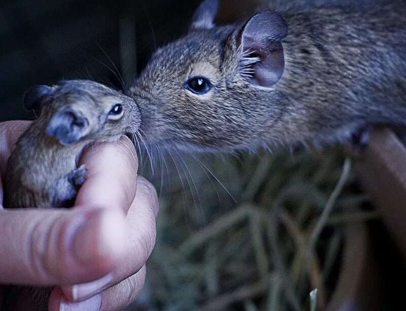 американская белка дегу. чилийских белок. дегу. соневидный дегу. белки дегу.