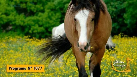 Horse but