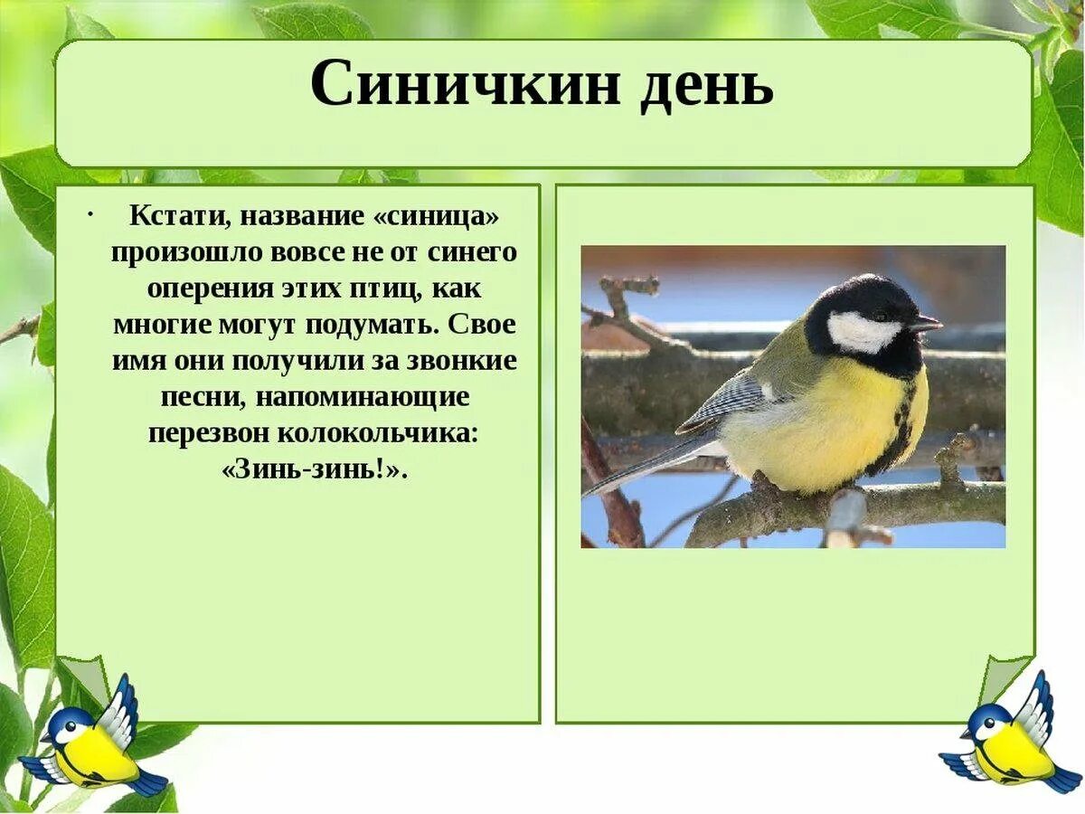 Синичкин день. День синицы. День синички 12 ноября. 12 Ноября день птиц синички-.