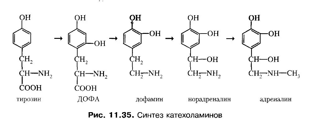 Синтез катехоламинов биохимия из тирозина. Реакции синтеза катехоламинов. Катехоламины синтез адреналин. Синтез адреналина реакция. Схема синтеза адреналина.