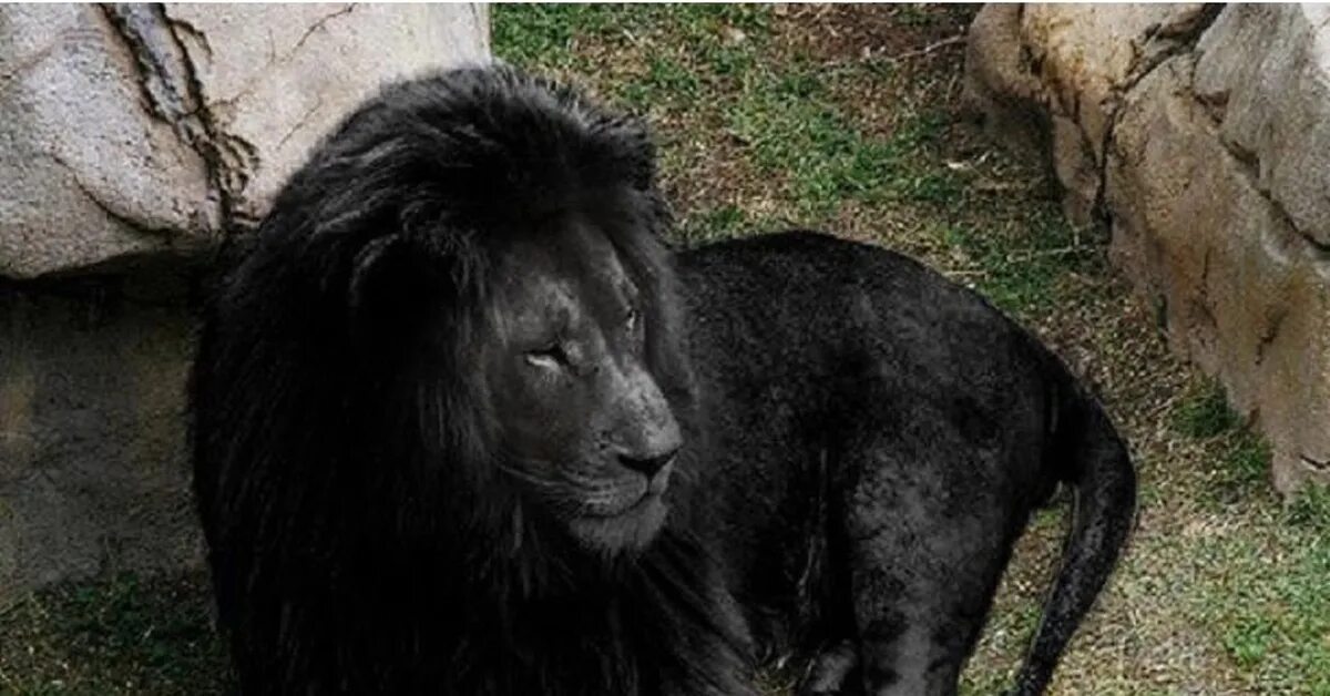 См черный лев. Чёрный тигр меланизм. Черный Лев. Бывают черные львы. Чёрный Лев существует.