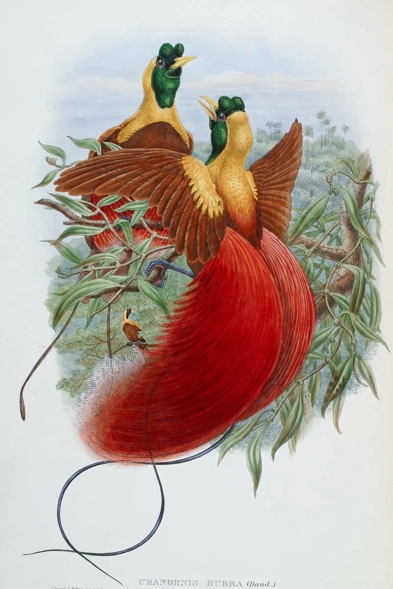 Райская птица на гербе. Richard Bowdler. Richard Bowdler Sharpe. Richard Bowdler Sharpe Birds of Paradise. Джон Гульд Райские птицы.