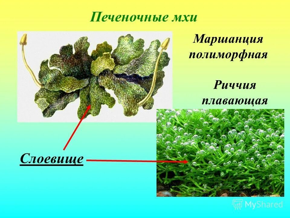 мох маршанция царство класс. риччия и маршанция. печеночники относятся. ризоиды маршанции. маршанция мох.