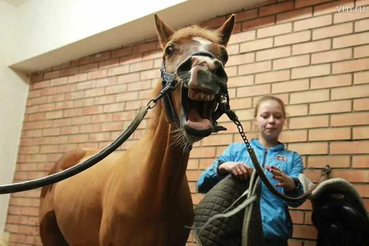Лошадь вечерняя Москва. Где можно покататься на лошадях в Москве. Кататься на лошади в Москве. Лошади покататься в Москве для детей.