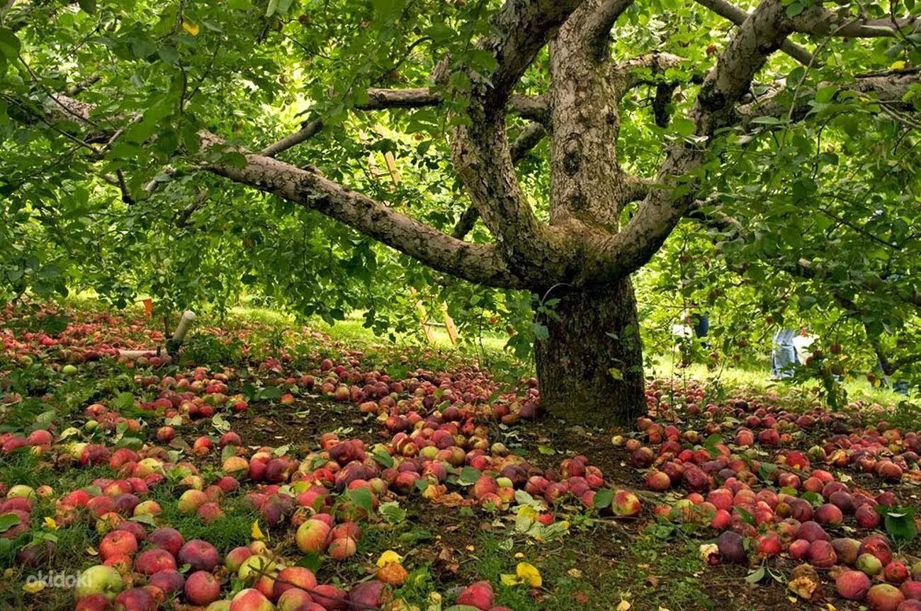 Фрукты под деревом. Яблочные плантации Нормандии. Олма Daraxti. Яблоня Имант. Яблоня вековая.