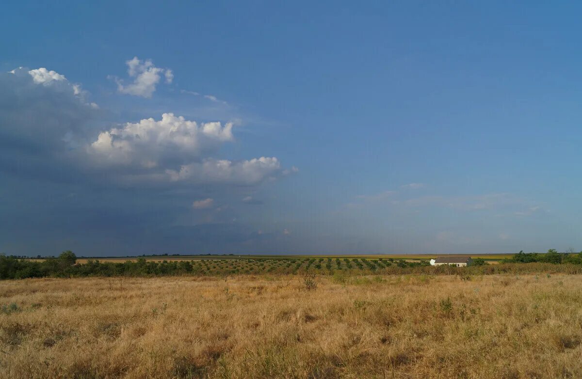 Дикое поле. Дикое поле Белгородская область. Дикое поле Новороссия. Дикое поле фото.