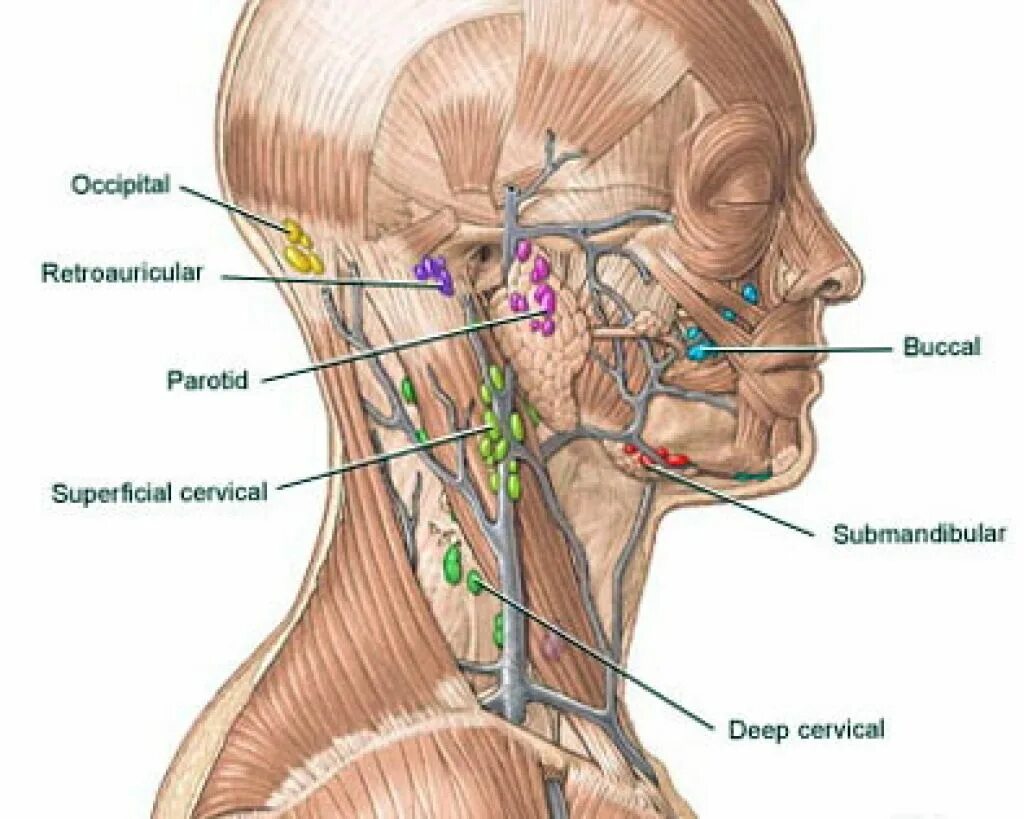 Болезненные лимфатические узлы. Воспалился подчелюстной лимфоузел лимфоузлы. Подчелюстные лимфоузлы анатомия. Околоушные лимфоузлы расположение анатомия воспаление. Затылочные лимфоузлы воспаление.