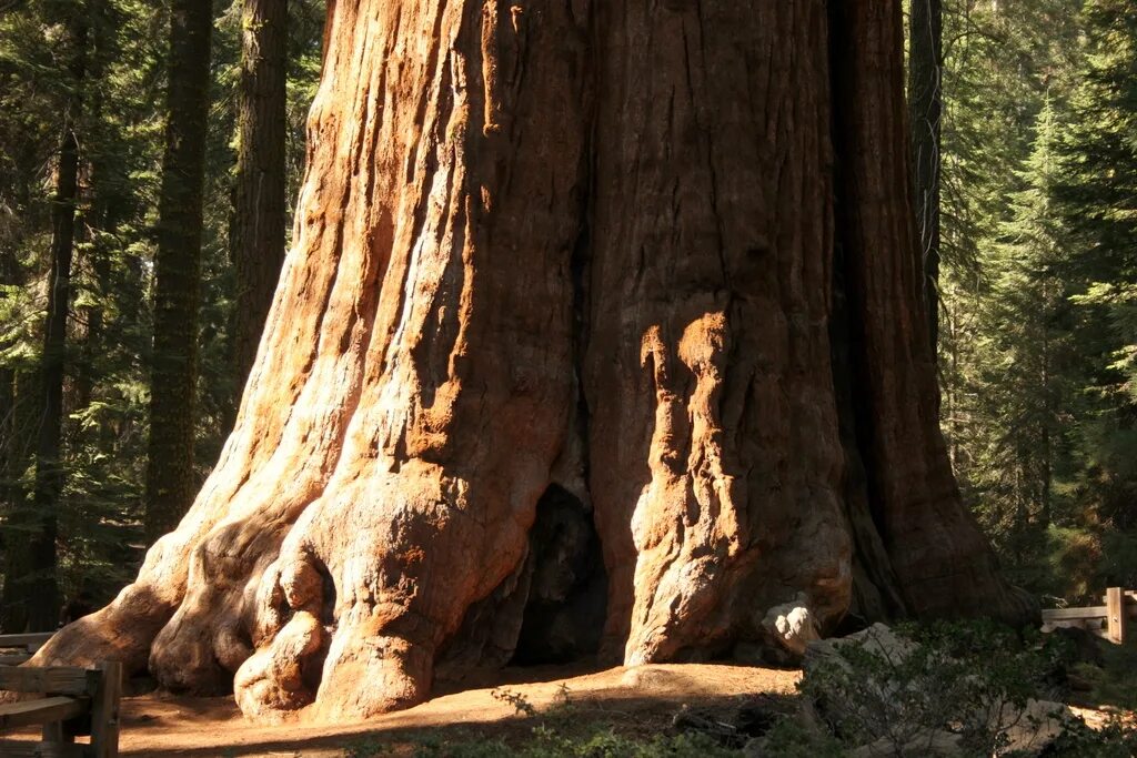 Секвойя дерево. Секвойя дерево гигант. Секвойядендрон генерал Шерман. Самое высокое дерево в мире Секвойя.