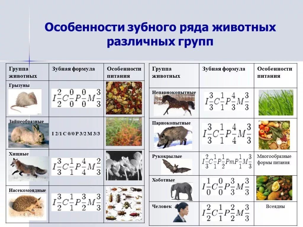 Формула зубов китообразных. Зубные формулы разных животных. Отряд Насекомоядные зубная формула. Зубные формулы разных отрядов млекопитающих. Отряды млекопитающих Грызуны зубная формула.