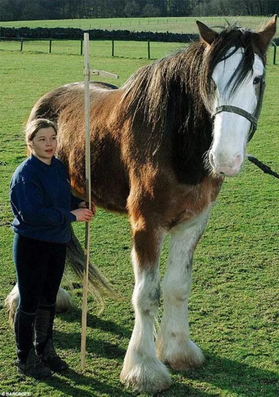 самый большой конь за всю историю