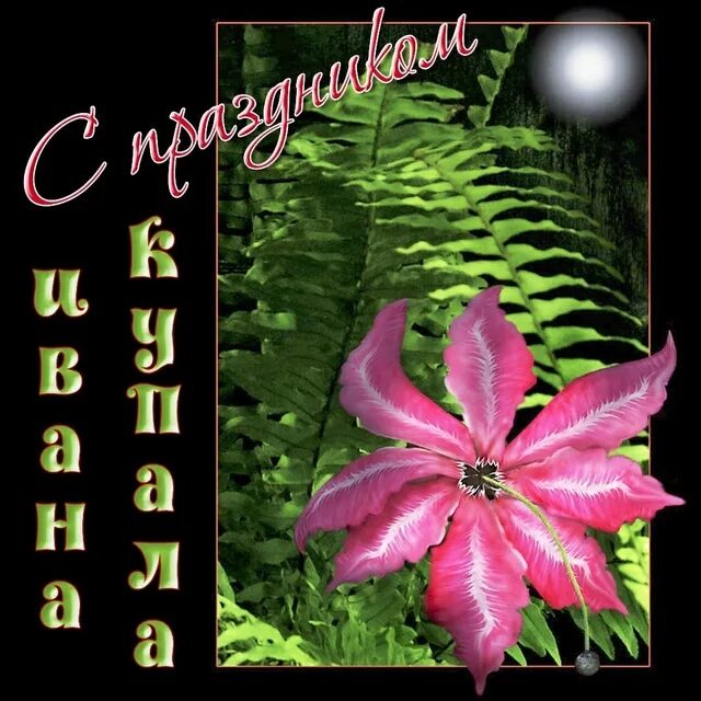Картинки с ивана купало. С днем ивана купалы. С днем ивана купалы. Поздравления с днём ивана купала открытки. С днем ивана купалы.