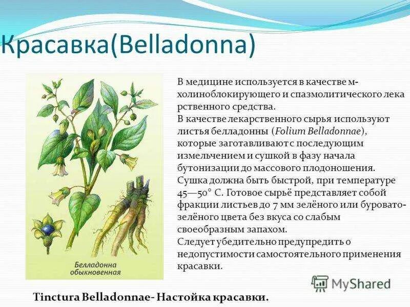 Какие листья используют в медицине. Красавка обыкновенная характеристика. характеристика растения белладонна. красавка растение описание. красавка белладонна в медицине.