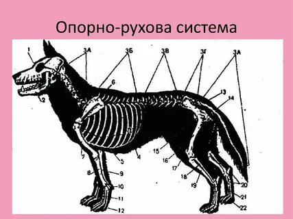 Грудина млекопитающих