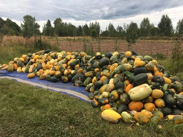 Как получить урожай тыквы. Урожай тыквы. сентябрь урожай. урожай 2025.