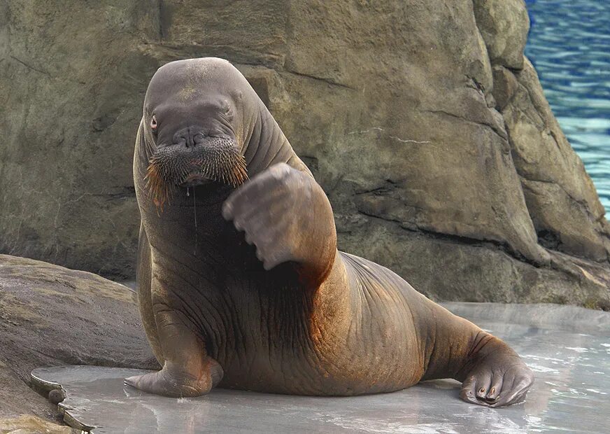 Дальневосточный морж. Ластоногие моржи. Морж (odobenus rosmarus). Лаптевский морж. Морж ходит.
