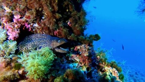 Marine wildlife