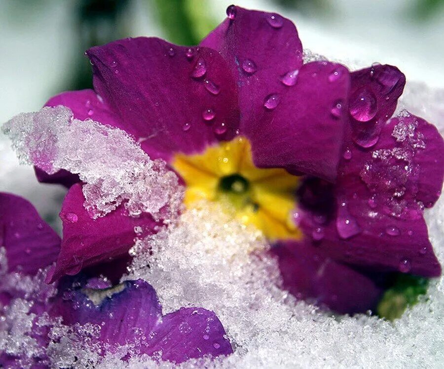 Flowers winter music