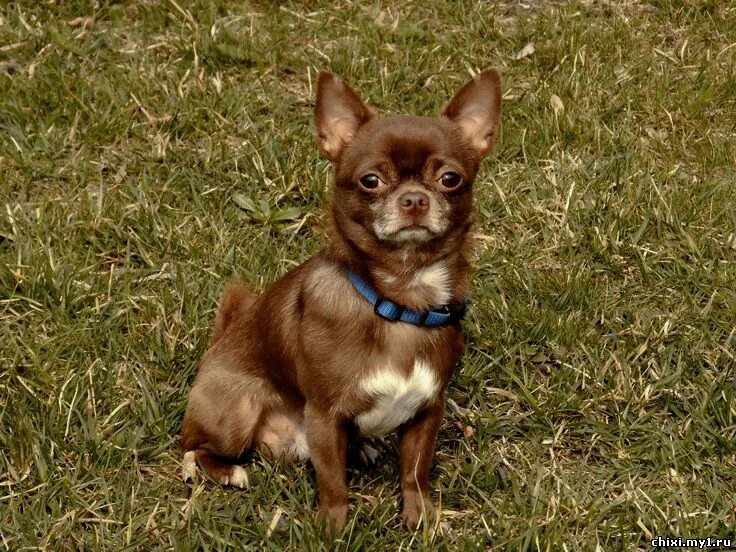чихуахуа шоколадно подпалый гладкошёрстный. чихуахуа светло коричневый. чихуа коричневый. чихуахуа шоколадный гладкошерстный. чихуахуа коричневый.