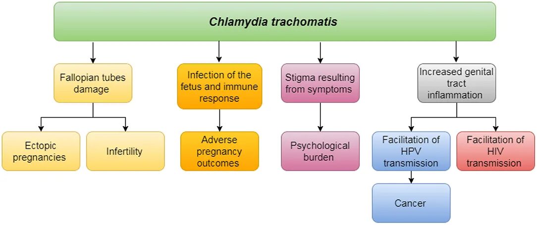 Текст песни хламидия. Хламидия трахоматис факторы патогенности. How to diagnoses Chlamydia.