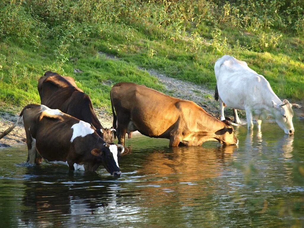 Телята пьют воду. Коровы на водопое. Коровы в реке. Животные на водопое. Коровья река.