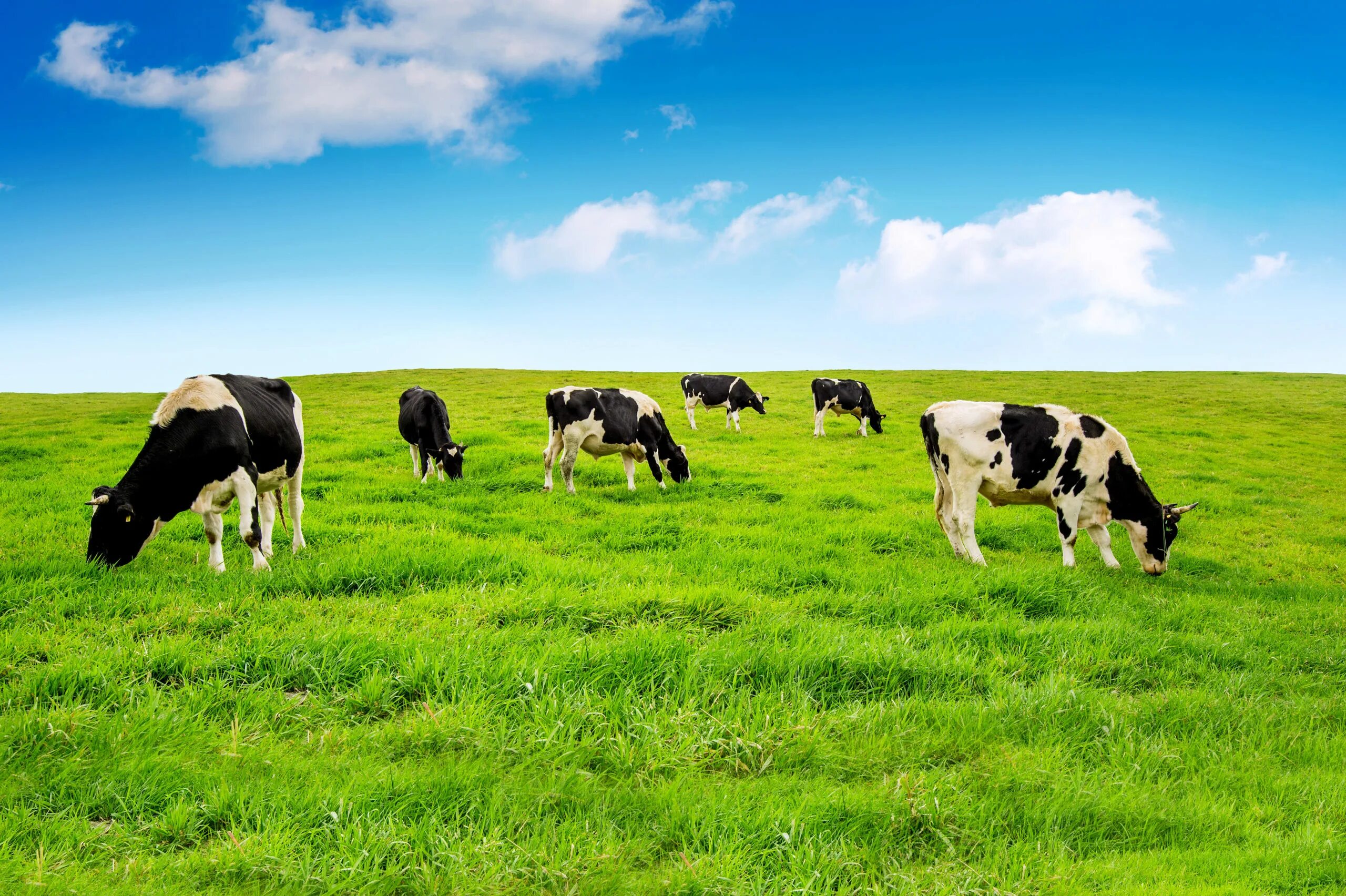 Поле коровки. Коровы на лугу. Коровы в поле. Зеленое поле с коровами. Коровы на пастбище.