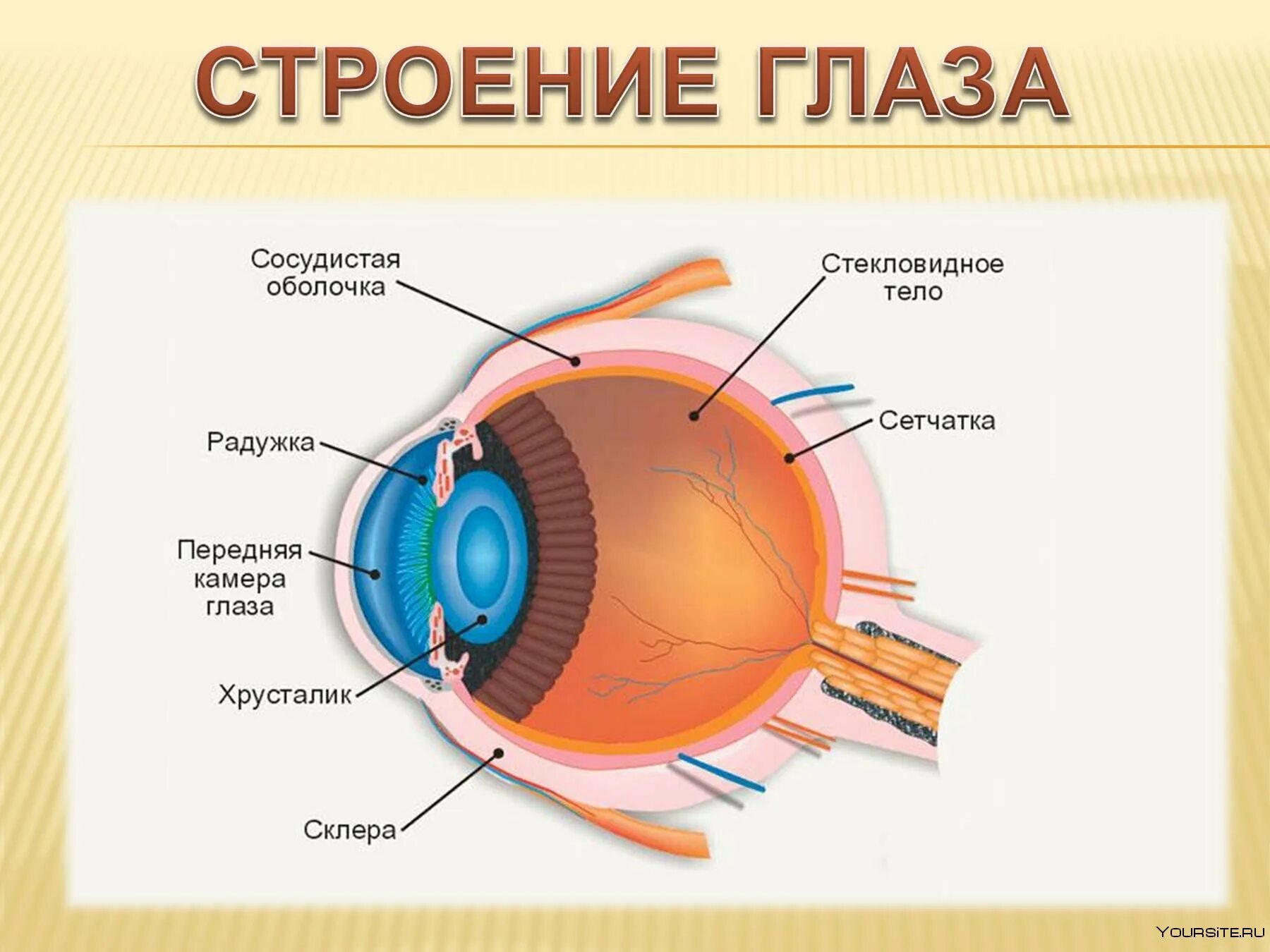 Где взять глаз. Внутреннее строение глаза человека. Строение глаза человека анатомия. Строение глаза человека схема. Строение органа зрения (строение глазного яблока)..