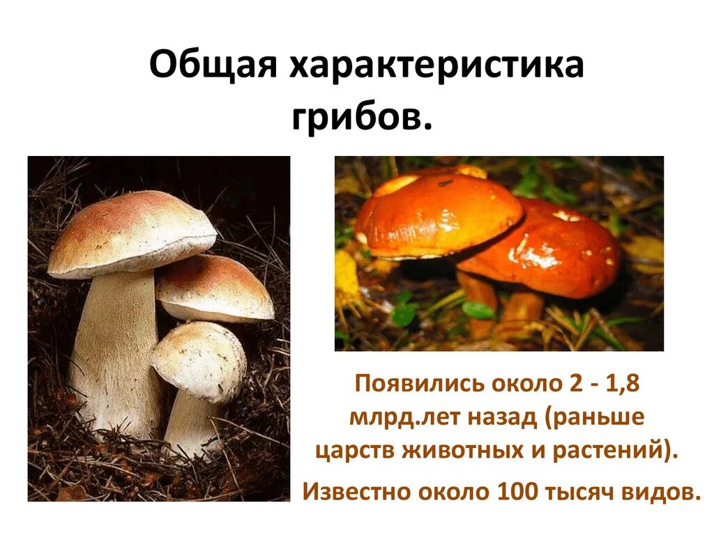 Характеристика грибов 6 класс биология. Общая характеристика грибов. Грибы общая характеристика. Грибы общая характеристика грибов. Гриб характеризуется