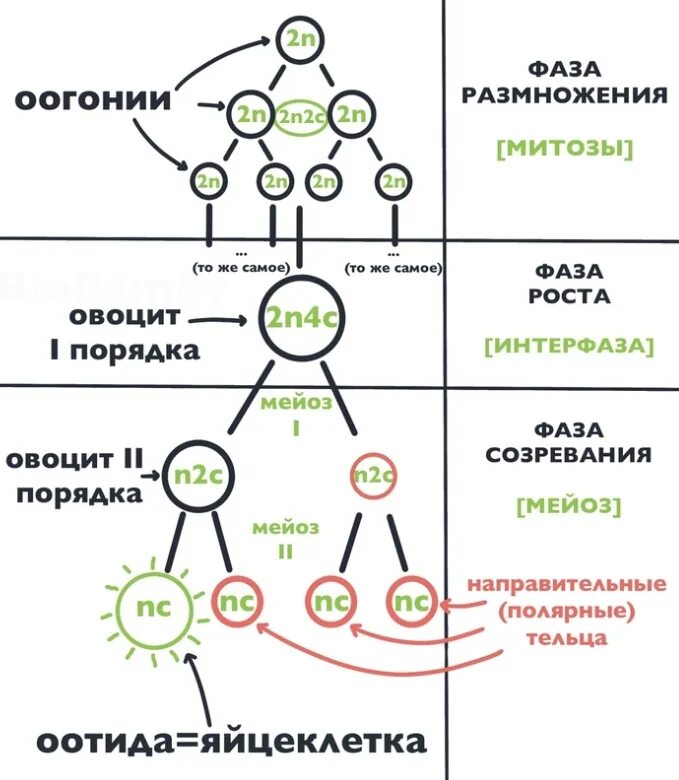 Последовательность процессов происходящих при овогенезе у человека