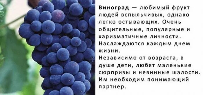 Высказывания про виноград. Характер человека по любимому фрукту. Любимый фрукт и характер. Цитаты про виноград.