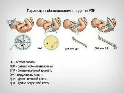 Какой окружности должен быть живот