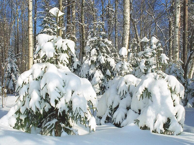 Среди елок. Среди елок. Новогодняя елочка в лесу. Среди елок. Зимой в лесу.