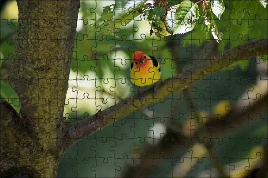 There birds are the tree. Birds in the tree. wallpapers western tanager.