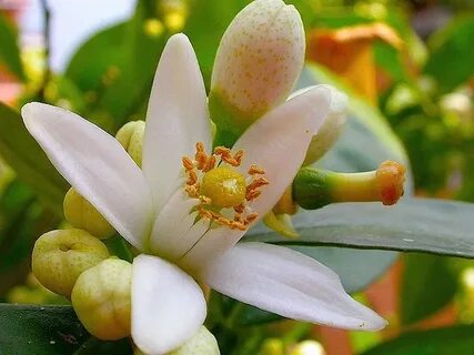 Moroccan Orange Blossom Tea: 2 Ways to Use Fresh Citrus Flowers