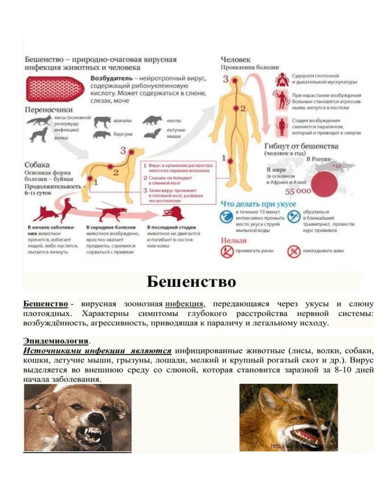 Бешенство через сколько после укуса. Эпидемиология патогенез бешенства. Пути передачи бешенства от животных. Схема заражения бешенством. Источники вируса бешенства.