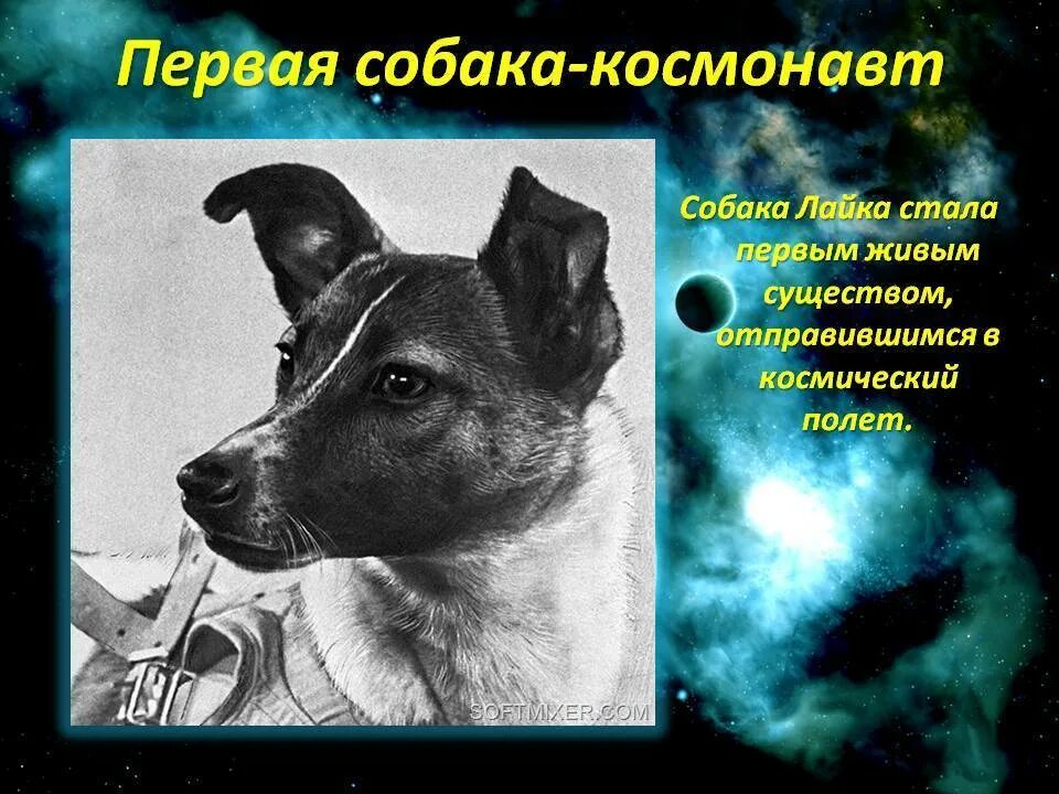 Первое живое существо совершившее космический полет. Собака лайка 1957. Первая собака в космосе лайка. Лайка первый космонавт. 1957 Лайка в космосе.